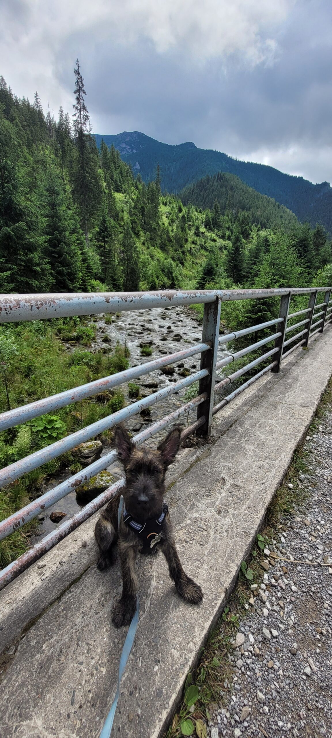 Payda - Paws in UK and beyond 🐾🐾